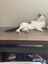 Catman - Photo 9