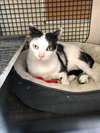 Catman - Photo 2