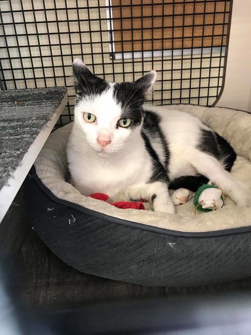 CATMAN - Domestic Short Hair available for adoption