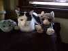 Catman - Photo 3