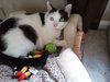 Catman - Photo 4