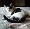 Catman - Photo 5