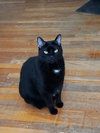 Stoli - Photo 1