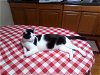 adoptable Cat in cincinnat, OH named zz "Oreo" courtesy listing