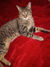 adoptable Cat in cincinnat, OH named zz "Pikachu" courtesy listing