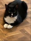 adoptable Cat in cincinnati, OH named zz "Sweetheart" courtesy listing