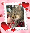 adoptable Cat in  named MiloVenti