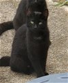 adoptable Cat in cincinnati, OH named zz "Big Ears" courtesy listing