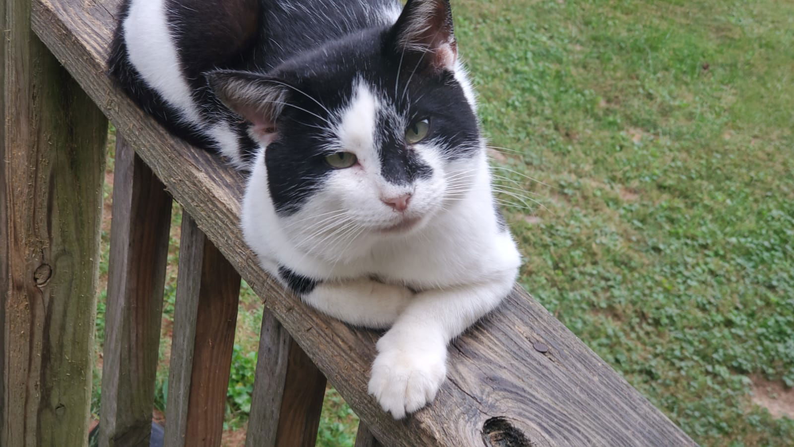 adoptable Cat in Cincinnati, OH named zz 