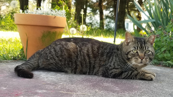 adoptable Cat in Cincinnati, OH named zz 