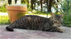 adoptable Cat in cincinnat, OH named zz "Mac" courtesy listing