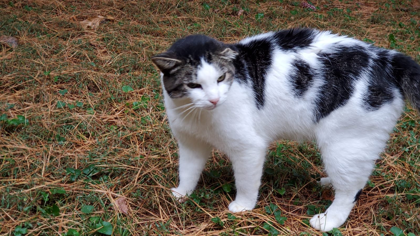 adoptable Cat in Cincinnati, OH named zz 