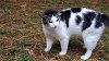 adoptable Cat in cincinnati, OH named zz "Little Man" courtesy listing