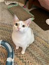 adoptable Cat in cincinnat, OH named Tulip