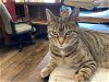 adoptable Cat in cincinnati, OH named zz "Baby Kitten" courtesy listing