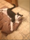 adoptable Cat in cincinnati, OH named zz "Peanut" courtesy listing