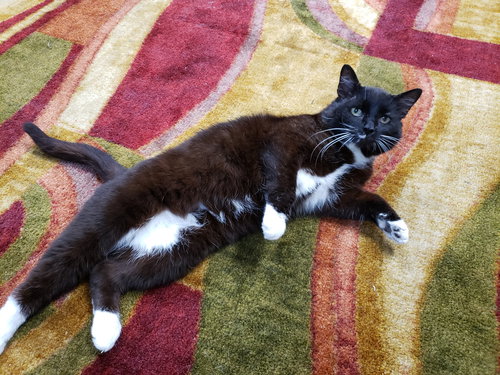 SINATRA - Tuxedo / Domestic Short Hair available for adoption