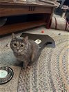 adoptable Cat in cincinnat, OH named Iris