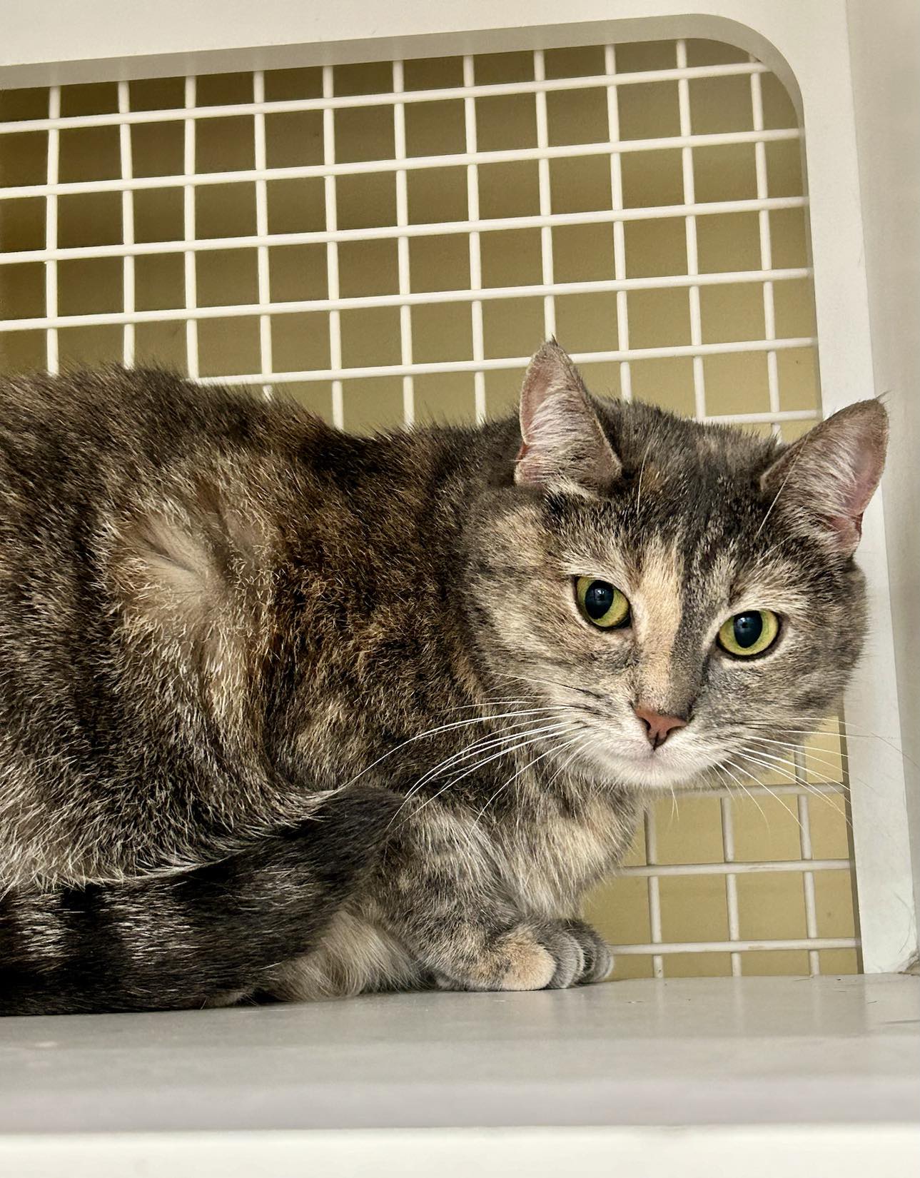 adoptable Cat in Cincinnati, OH named Iris