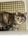 adoptable Cat in  named Iris