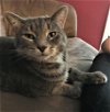 adoptable Cat in cincinnat, OH named zz "Ghost" courtesy listing