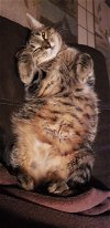 adoptable Cat in cincinnati, OH named zz "Keek" courtesy listing