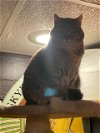 adoptable Cat in cincinnati, OH named zz "Nani" courtesy listing