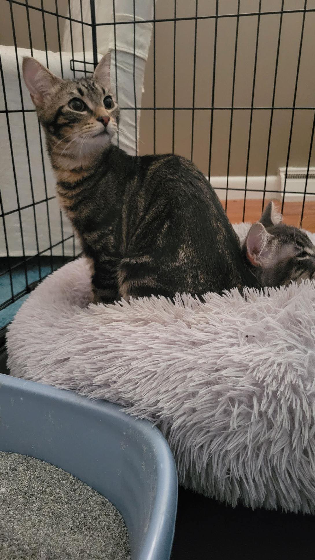Cats for Adoption in Lakeside Park, Kentucky Alpha Paw