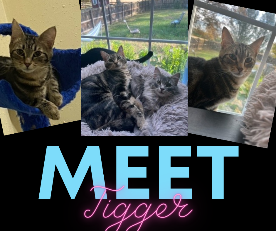 Cats for Adoption in Fort Thomas, Kentucky Alpha Paw
