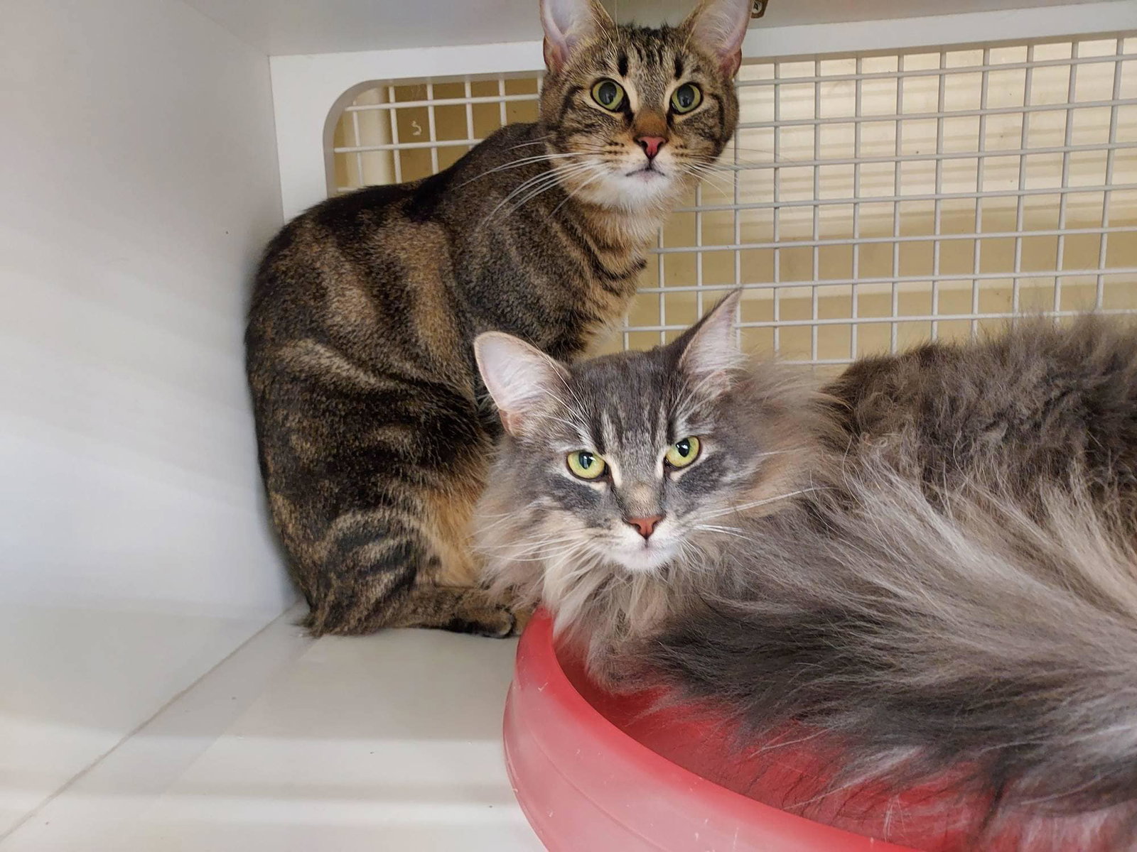 Cats for Adoption in Fort Thomas, Kentucky | Alpha Paw