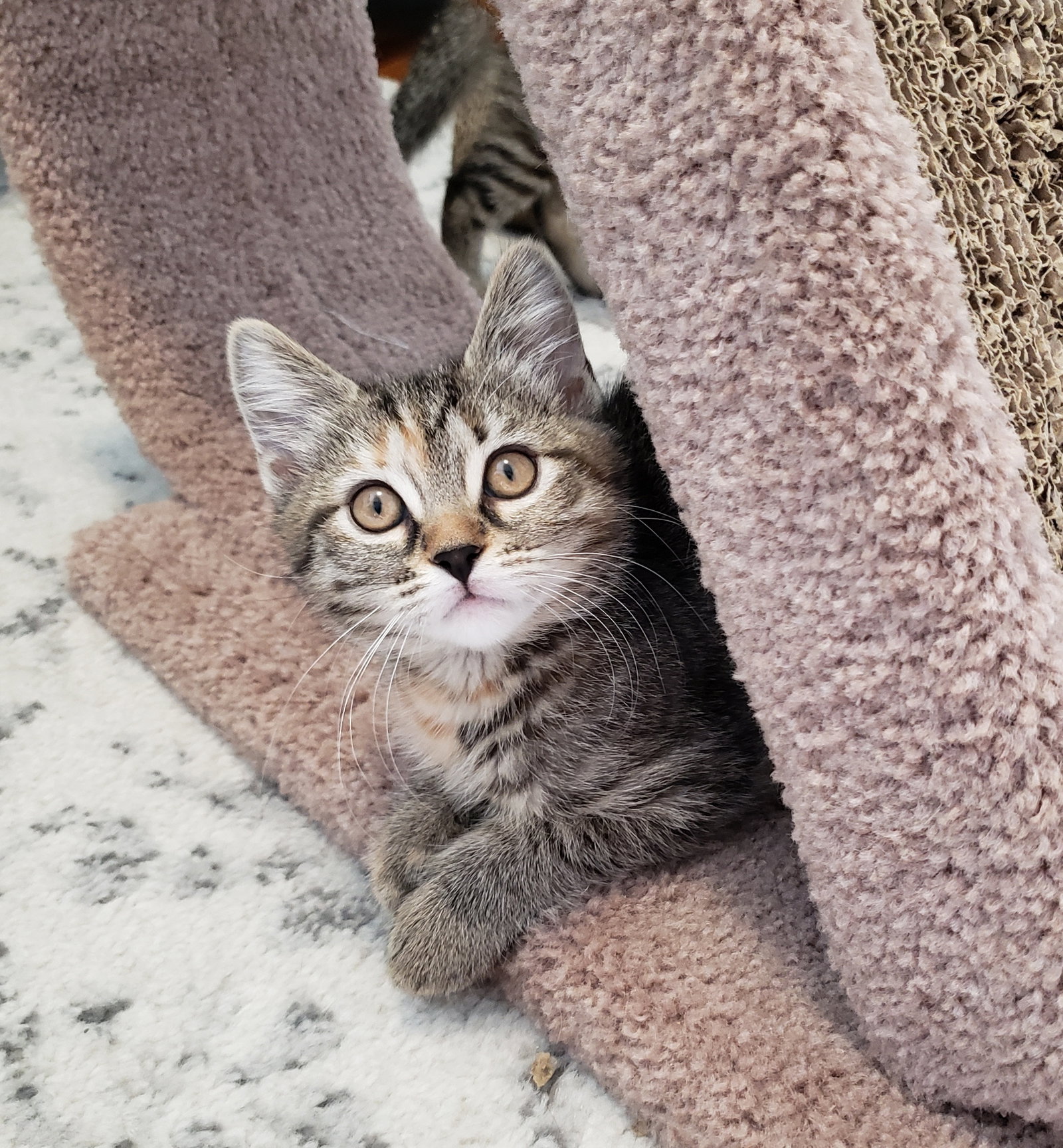 Cats for Adoption in Dayton, Ohio Alpha Paw