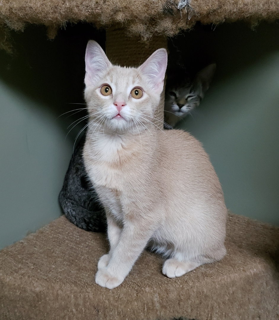 Cats for Adoption in Loveland, Ohio Alpha Paw