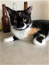 adoptable Cat in cincinnat, OH named zz "Rozz" courtesy listing