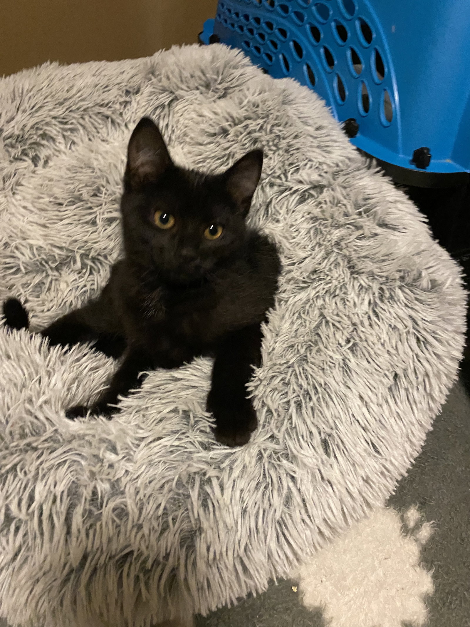 Cats for Adoption in Dayton, Ohio Alpha Paw