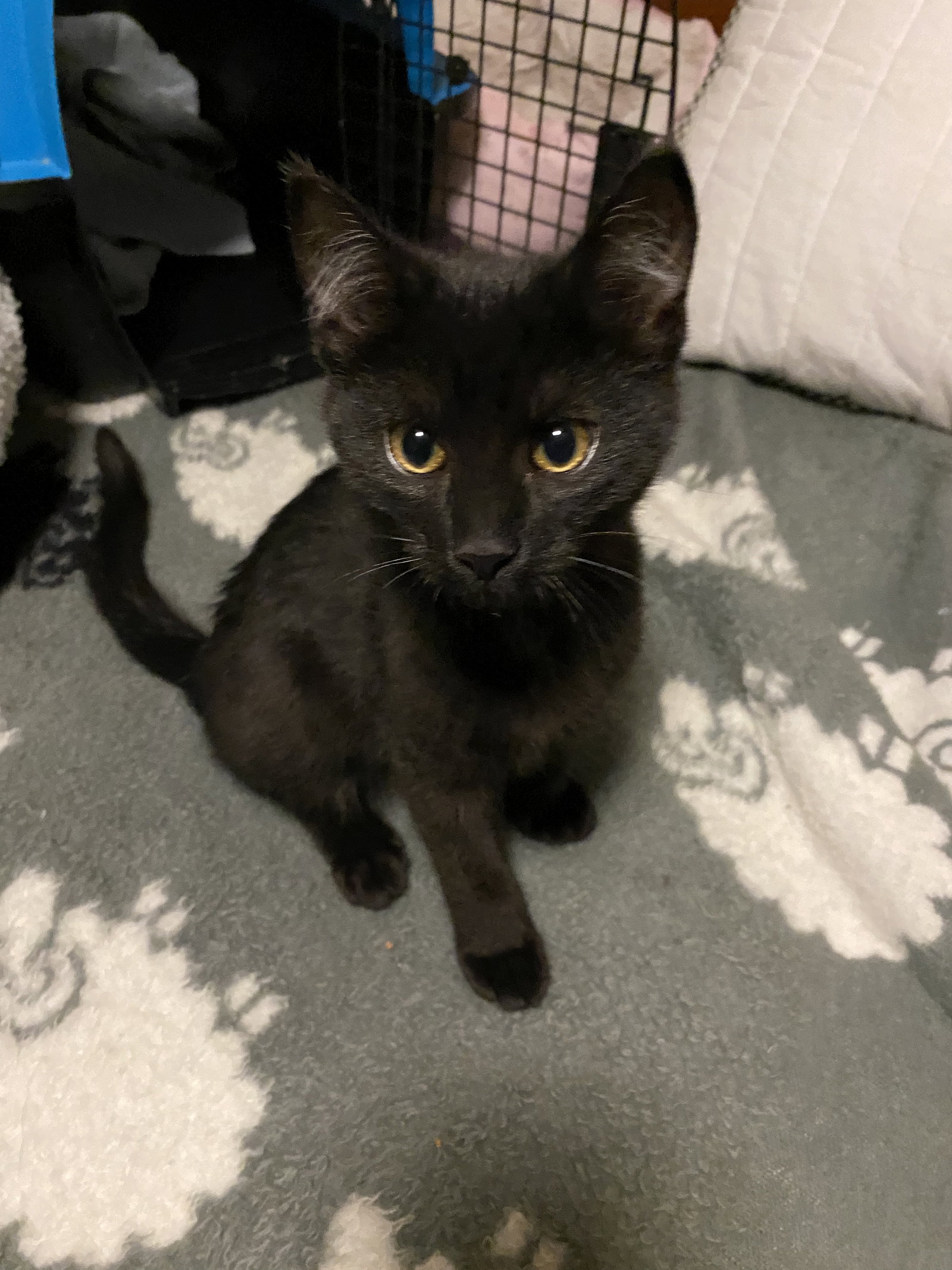 Cats for Adoption in Dayton, Ohio Alpha Paw