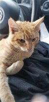adoptable Cat in cincinnat, OH named zz "Spaceman" courtesy listing