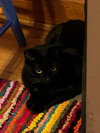 Bridgette - Photo 5