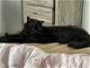 adoptable Cat in cincinnati, OH named zz "Nina" courtesy listing