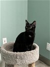 adoptable Cat in cincinnat, OH named Mariah