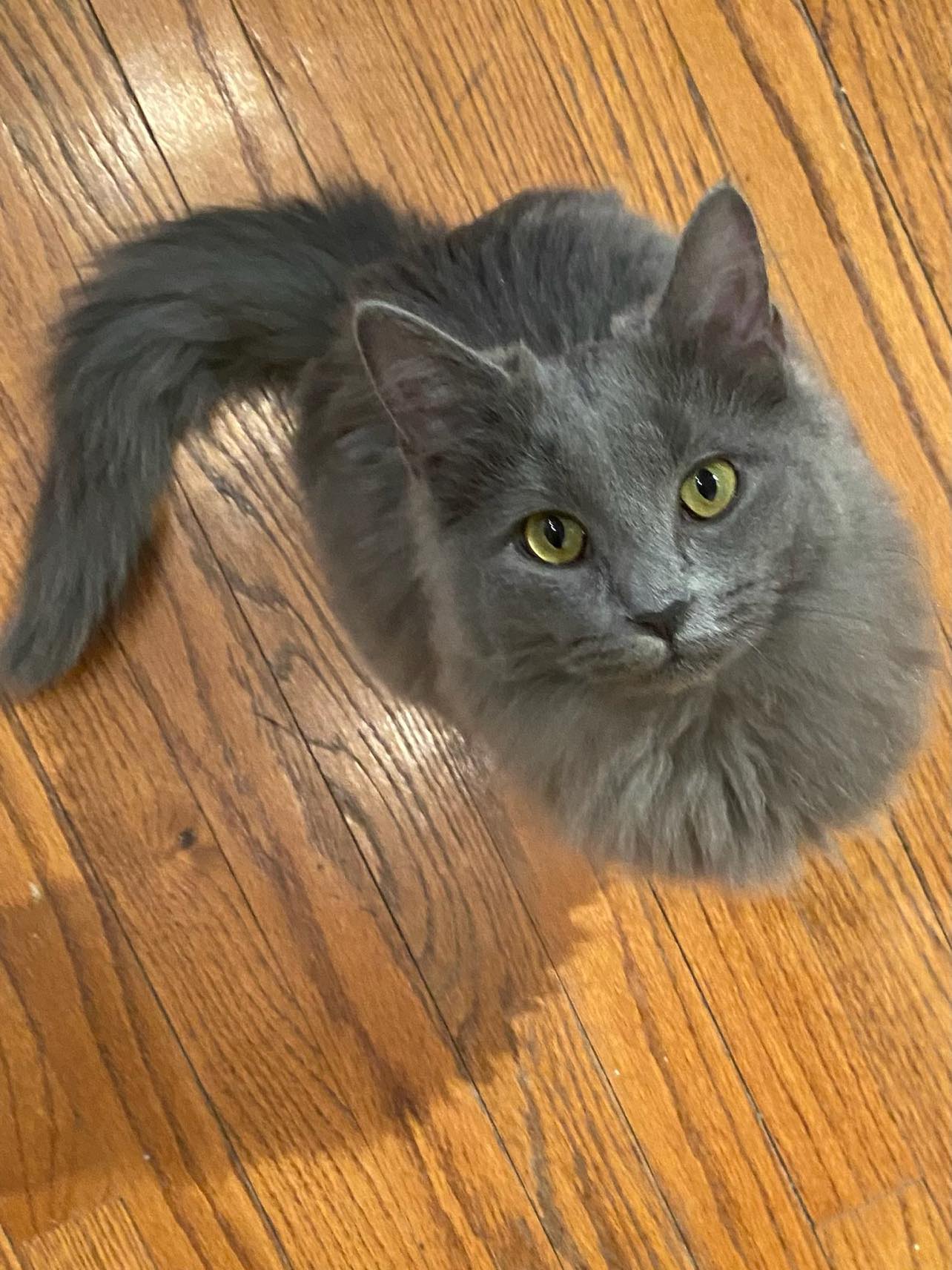 Cats for Adoption in Newport, Kentucky Alpha Paw