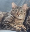 adoptable Cat in cincinnati, OH named Wall-E