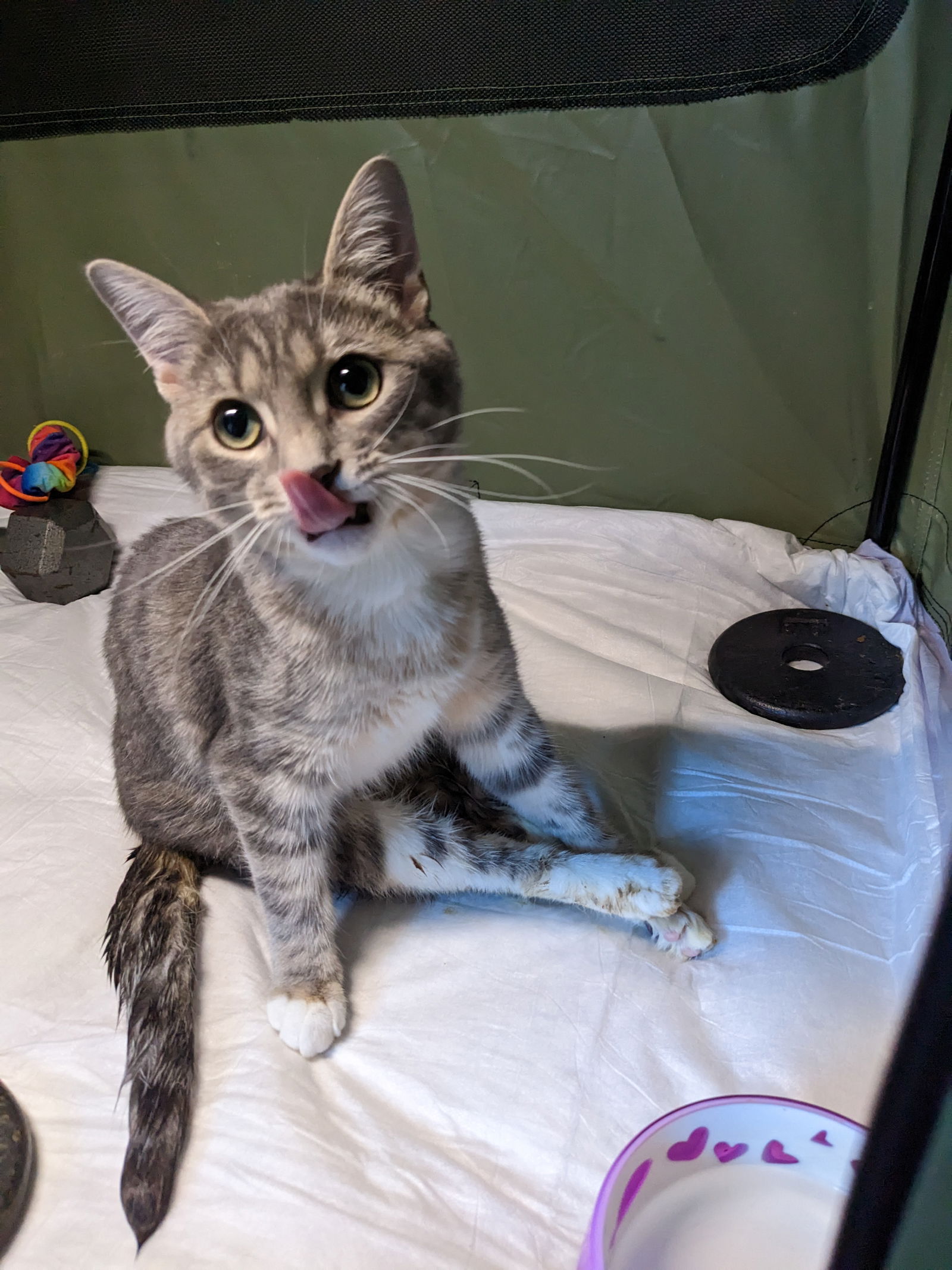 adoptable Cat in Cincinnati, OH named Itty-Bitty