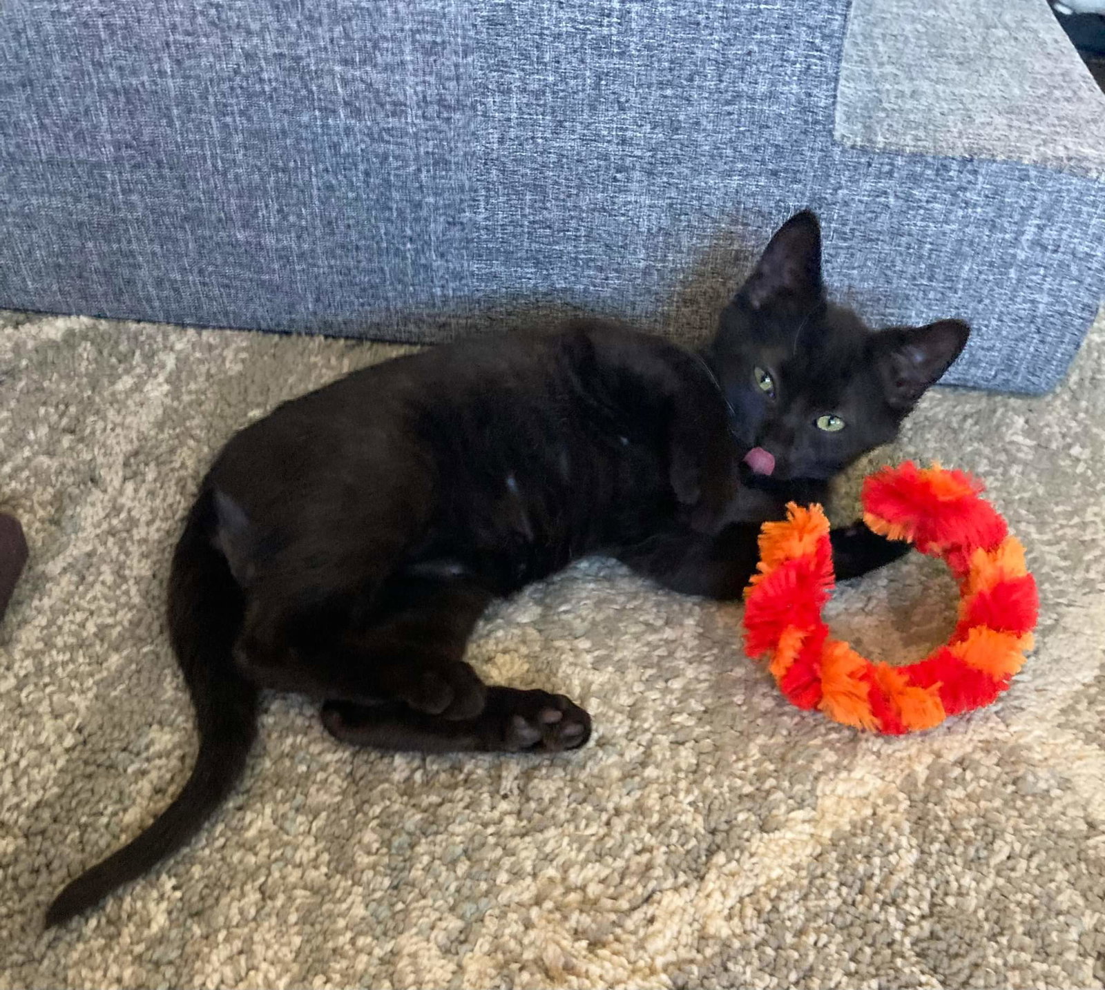 Cats for Adoption in Blue Ash, Ohio Alpha Paw