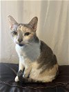 adoptable Cat in cincinnat, OH named zz "Kezia" courtesy listing