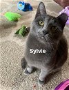 adoptable Cat in cincinnat, OH named zz "Sylvie" courtesy listing
