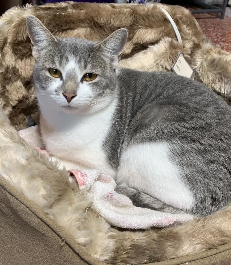 adoptable Cat in Cincinnati, OH named zz 