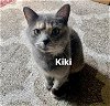 adoptable Cat in cincinnati, OH named zz "Kiki" Courtesy Listing