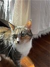 adoptable Cat in cincinnat, OH named zz "Ginger" courtesy listing