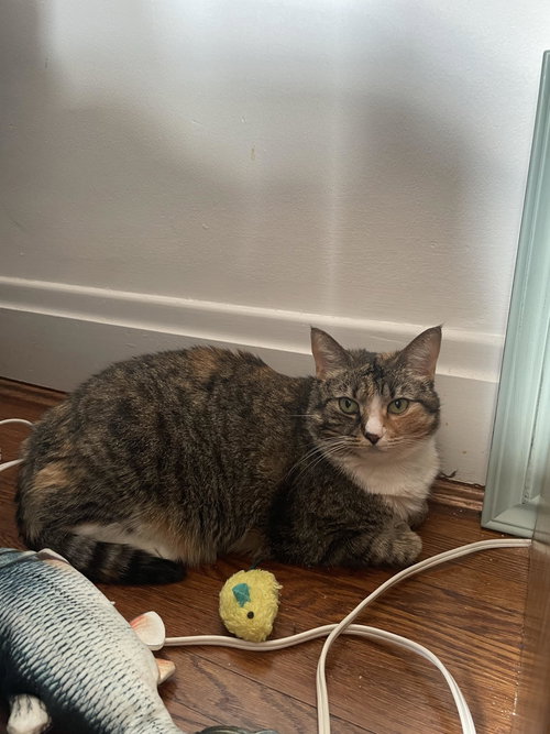 ZZ "GINGER" COURTESY LISTING - Calico / Tabby available for adoption