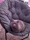 adoptable Cat in cincinnati, OH named zz "Winston" courtesy listing